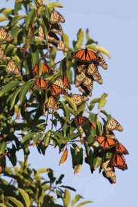 Beckon Beneficial Butterflies Image
